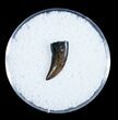 Sharp Dromaeosaur/Raptor Tooth From Montana #3434-1